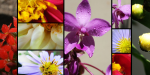 flowers_3